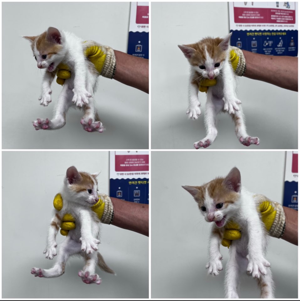 천안시유기동물보호소_444449202301279